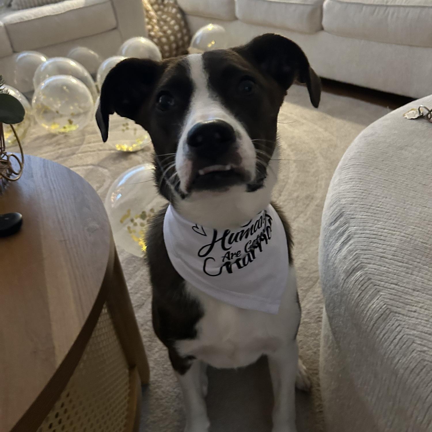 My humans are getting married!