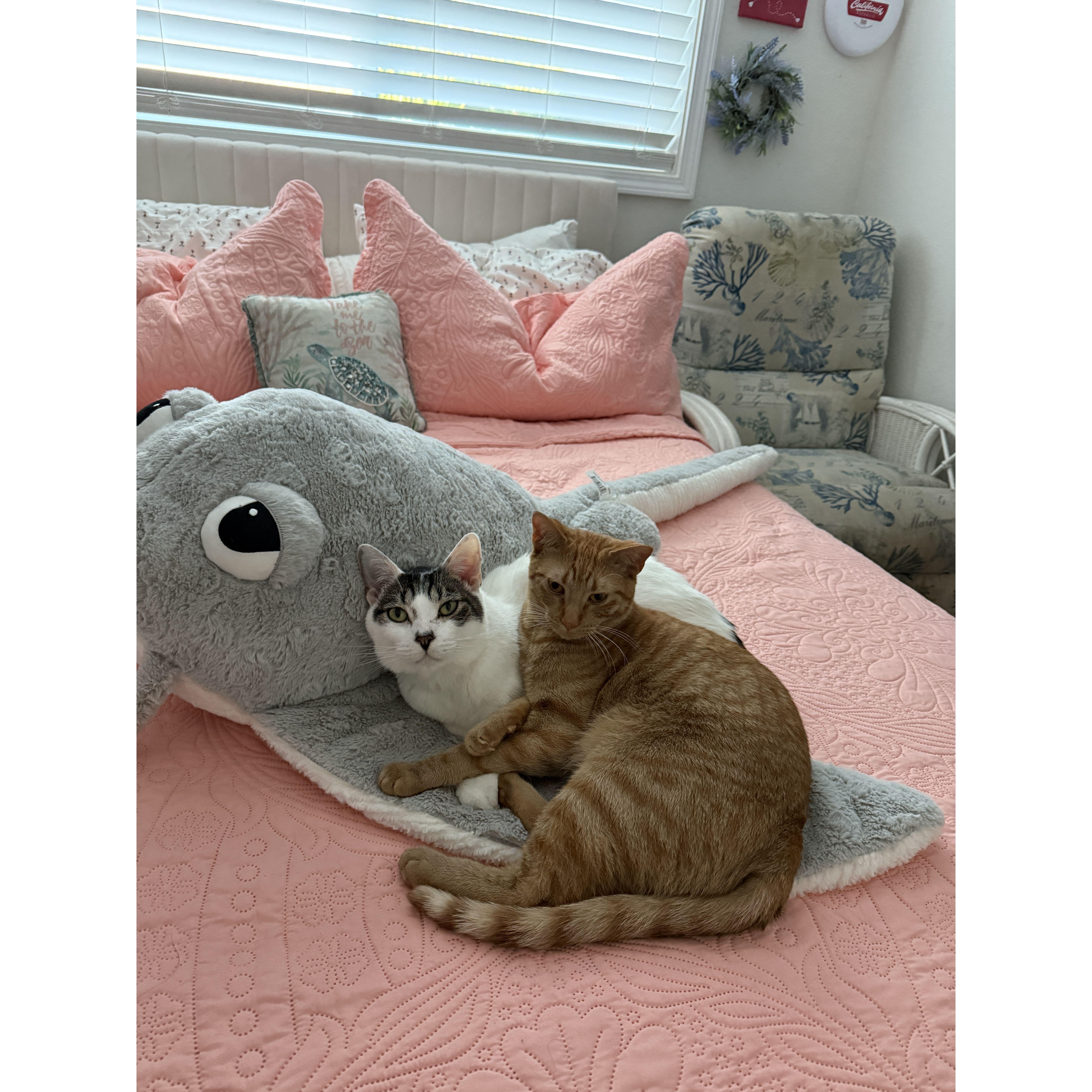 Yes, Nick and Liz are obsessed with their babies.. yes nick got Liz the Stingray for her on Valentines day... now look we are getting married on Valentines day!