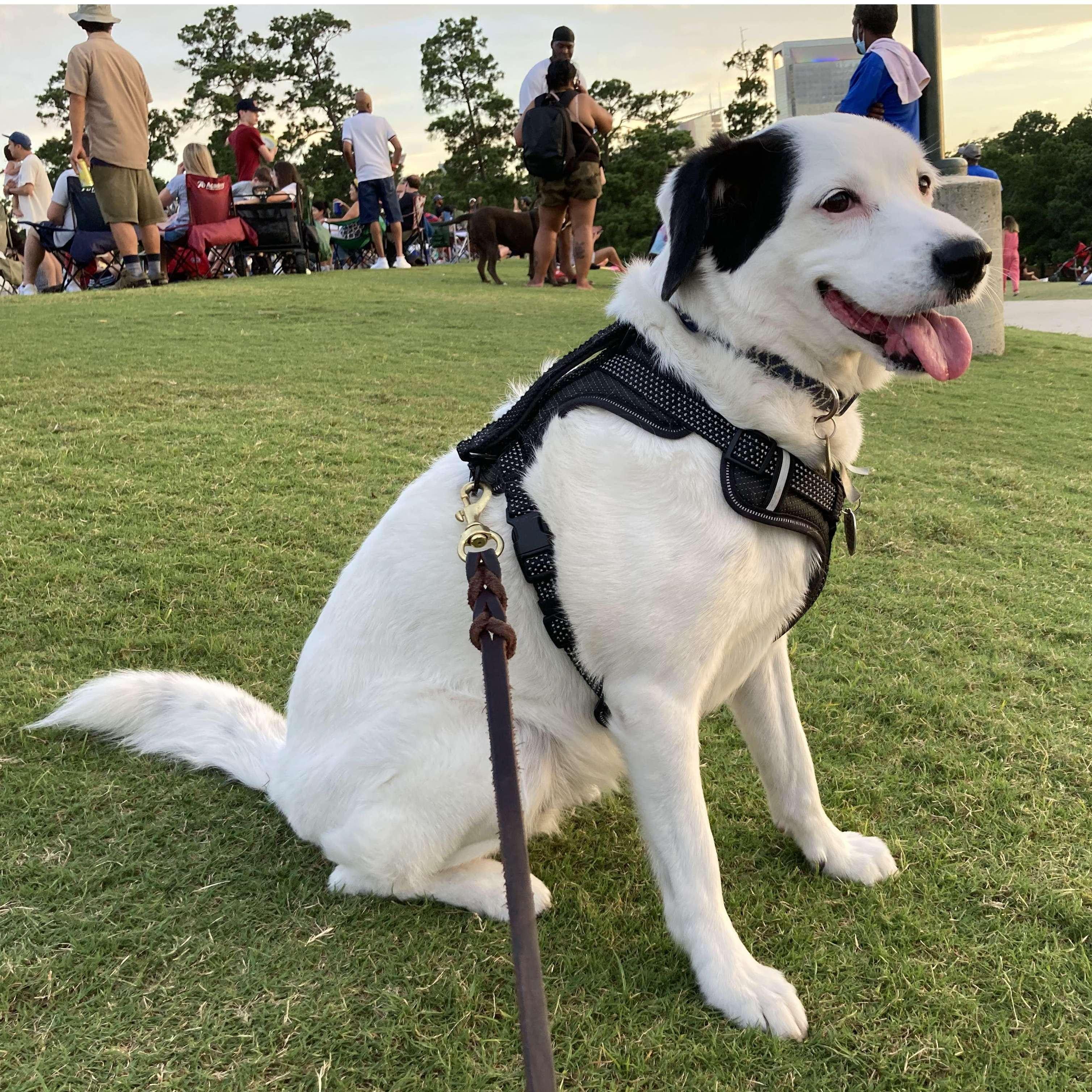 Our doggy, Nola (at Miller Outdoor Theater in Hermann Park)! <3 <3