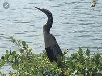 J.N. "Ding" Darling National Wildlife Refuge