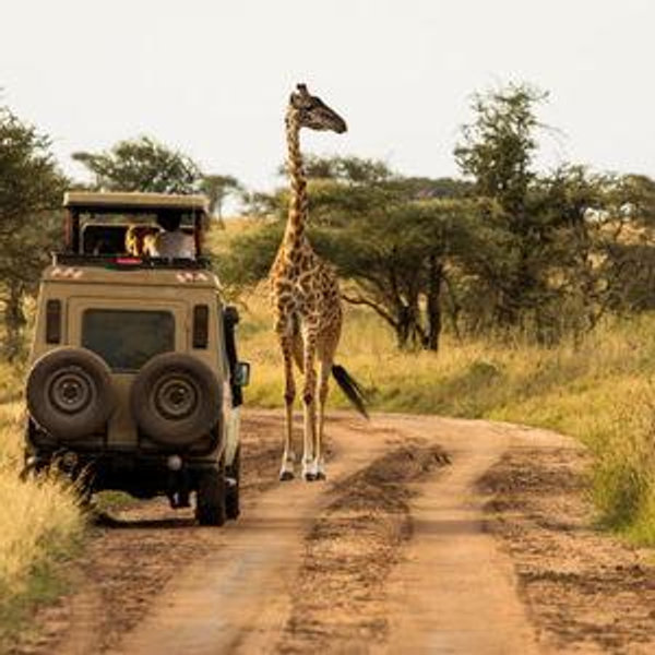 African Safari Honeymoon Fund!