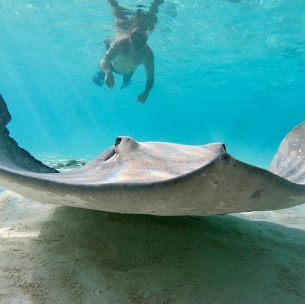 Snorkeling with manta and eagle rays in Mo'orea