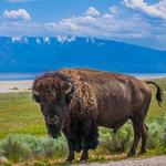 Antelope Island and Great Salt Lake