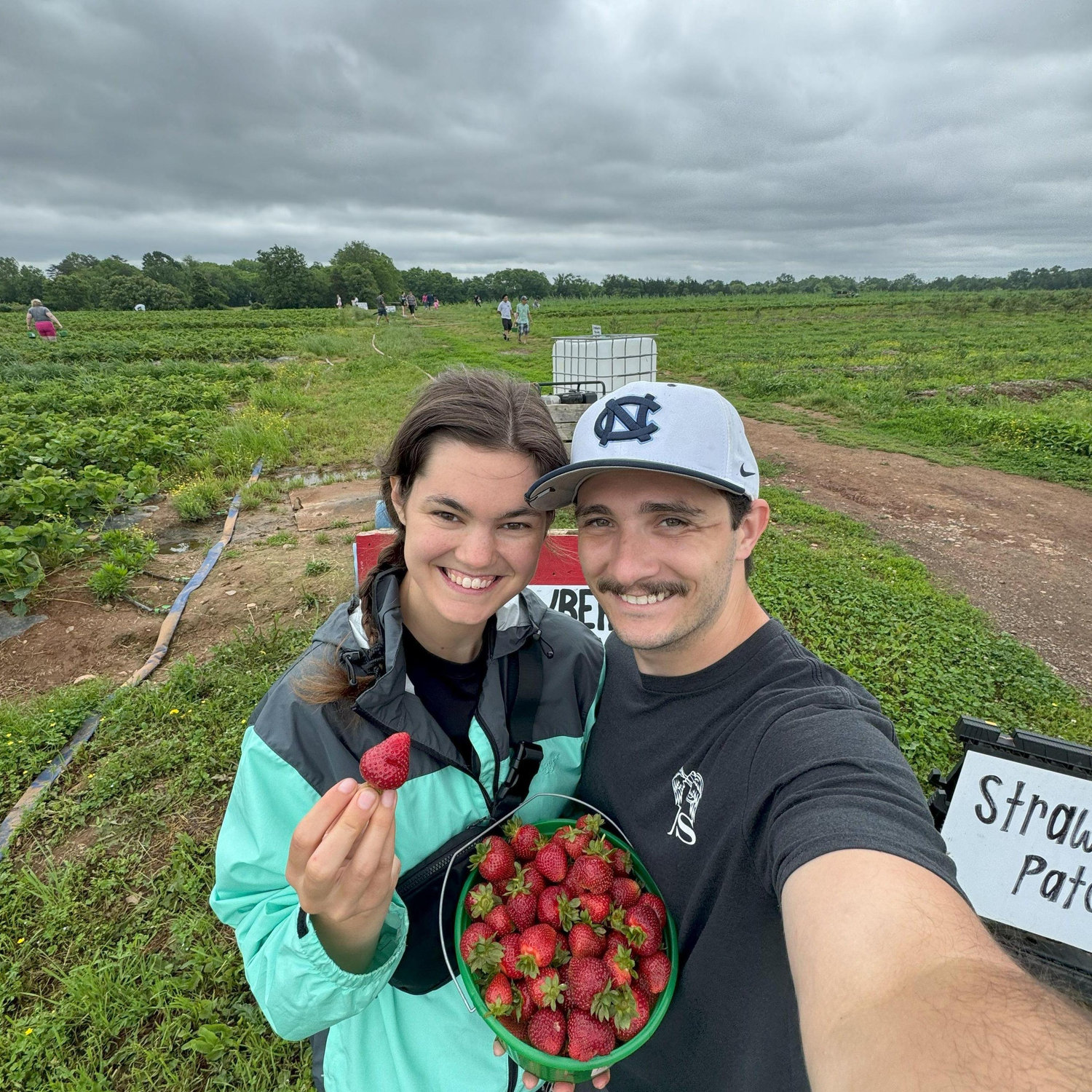 Strawberry picking at Messick's Farm
