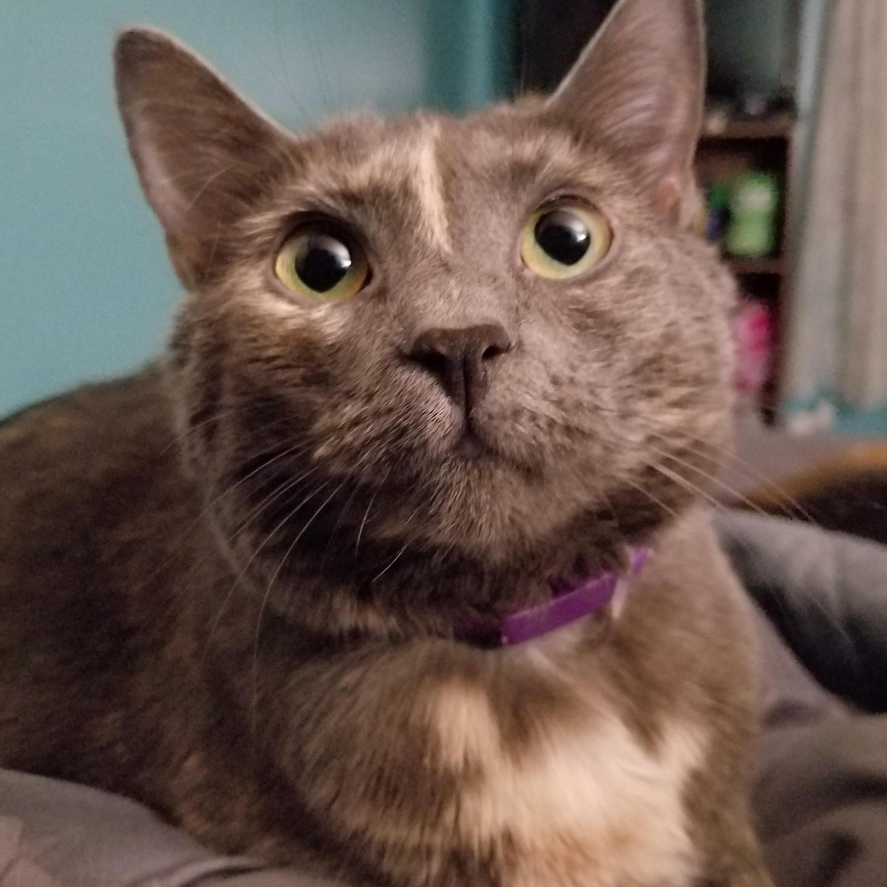 Coming in at a whopping fifteen pounds, this scaredy cat is Pippa Annalise! She is our oldest and crankiest.
