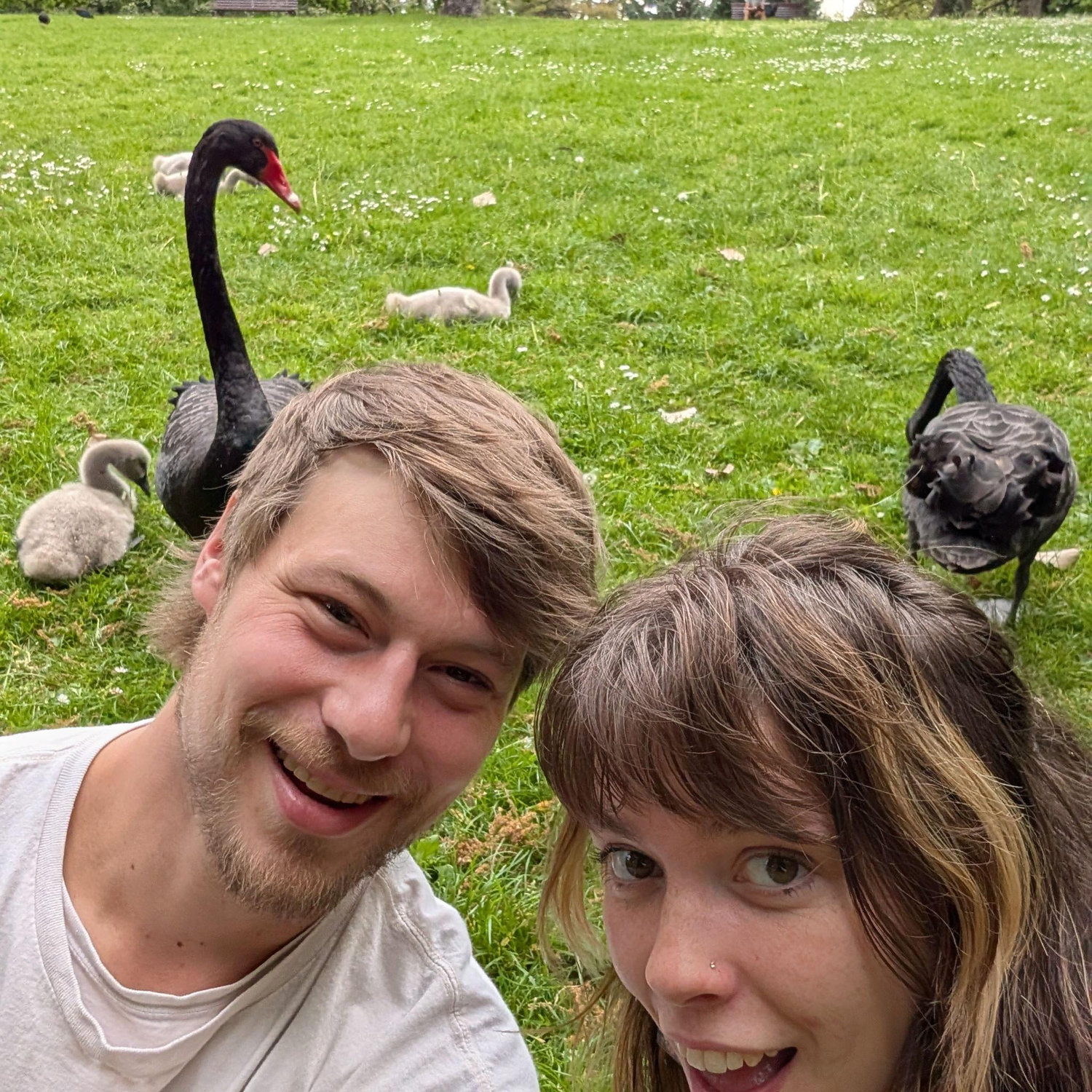 Black swans & babies at Queen Victoria Gardens
