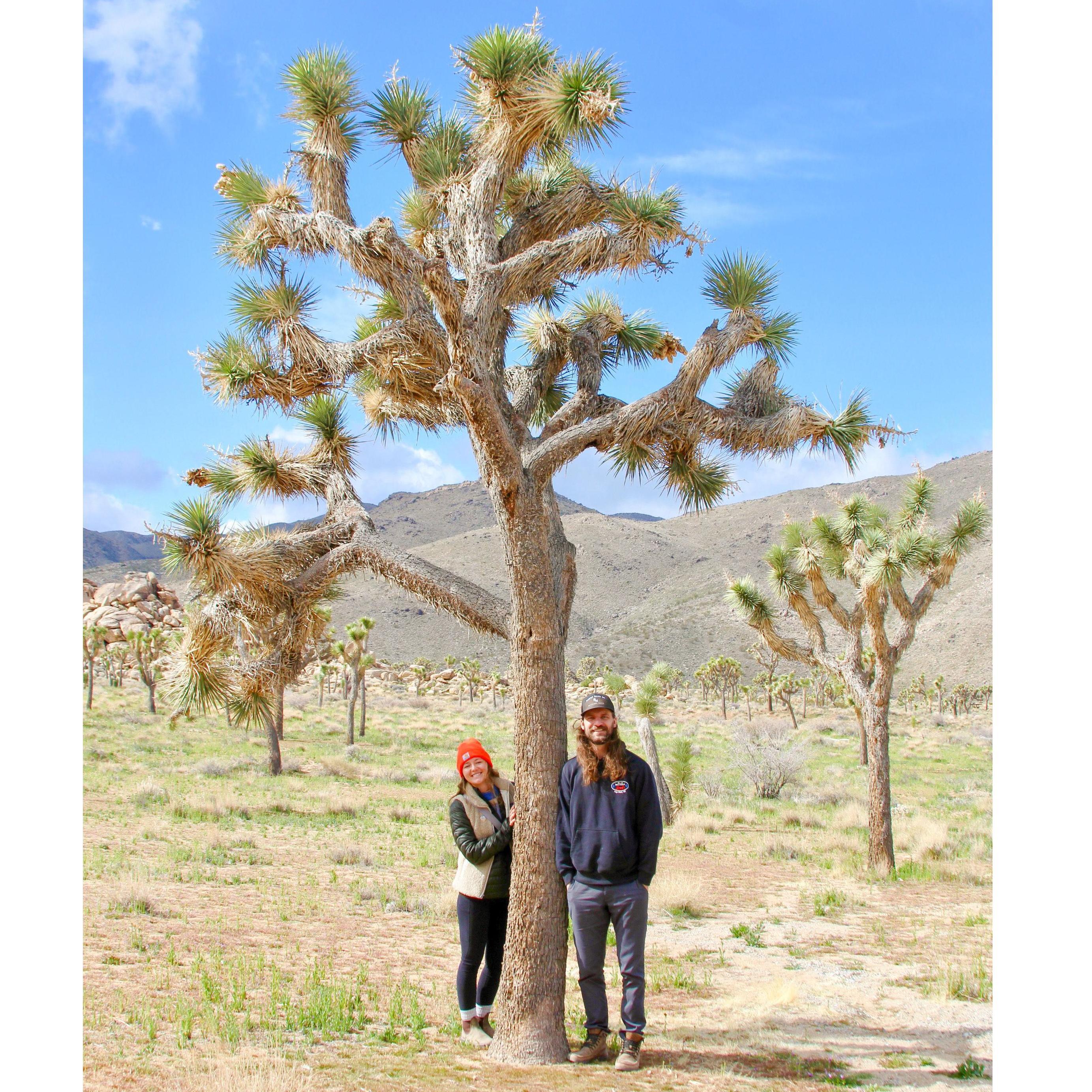 Joshua Tree National Park, our most recent road trip in March of this year to see family and friends in California