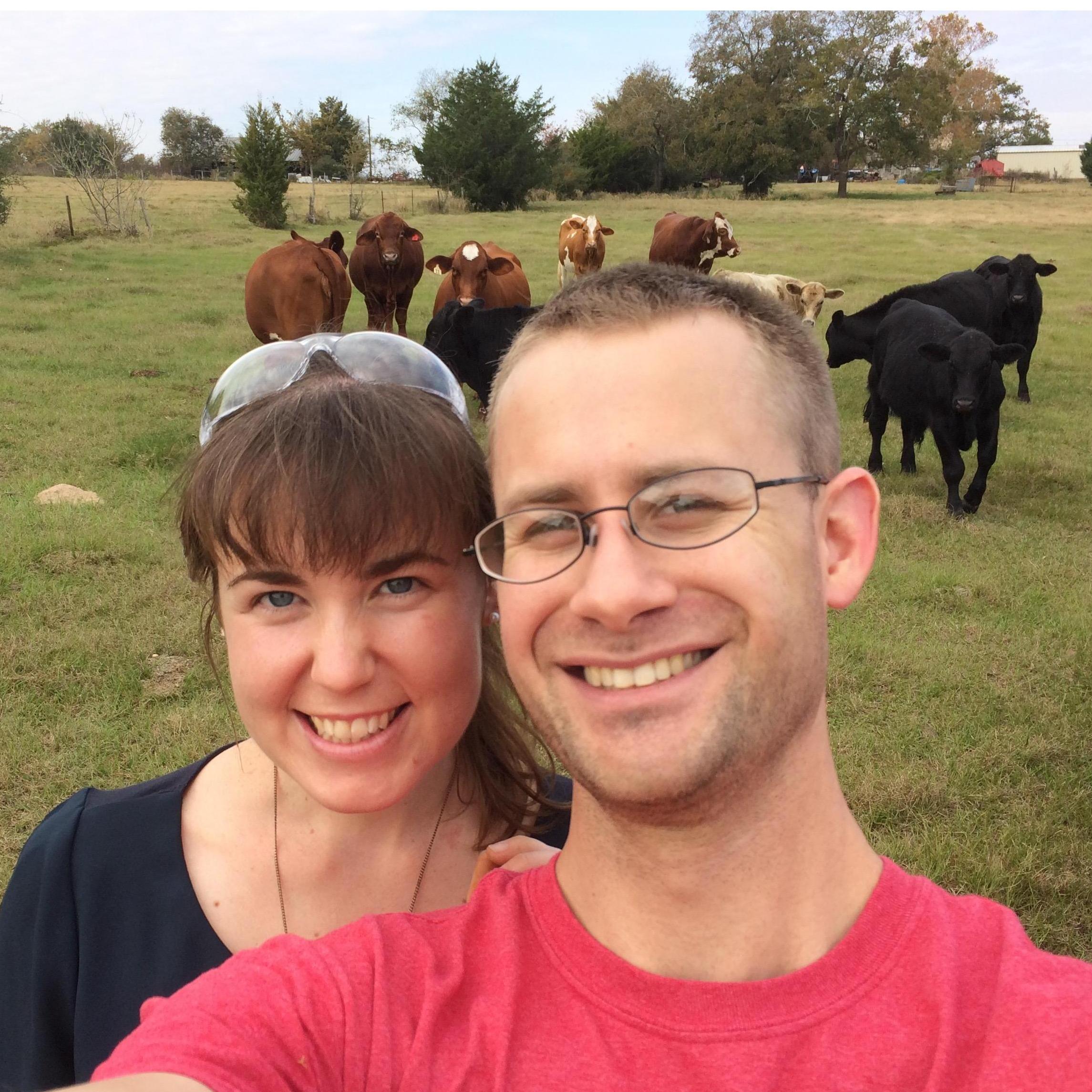 Katie meets some Texas cows after Thanksgiving.