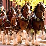 Anheuser-Busch St. Louis Brewery