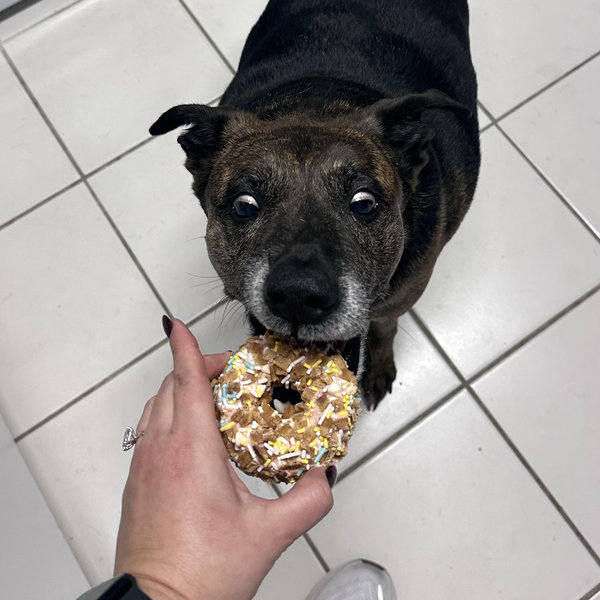 Year's Supply Of Pet Treats