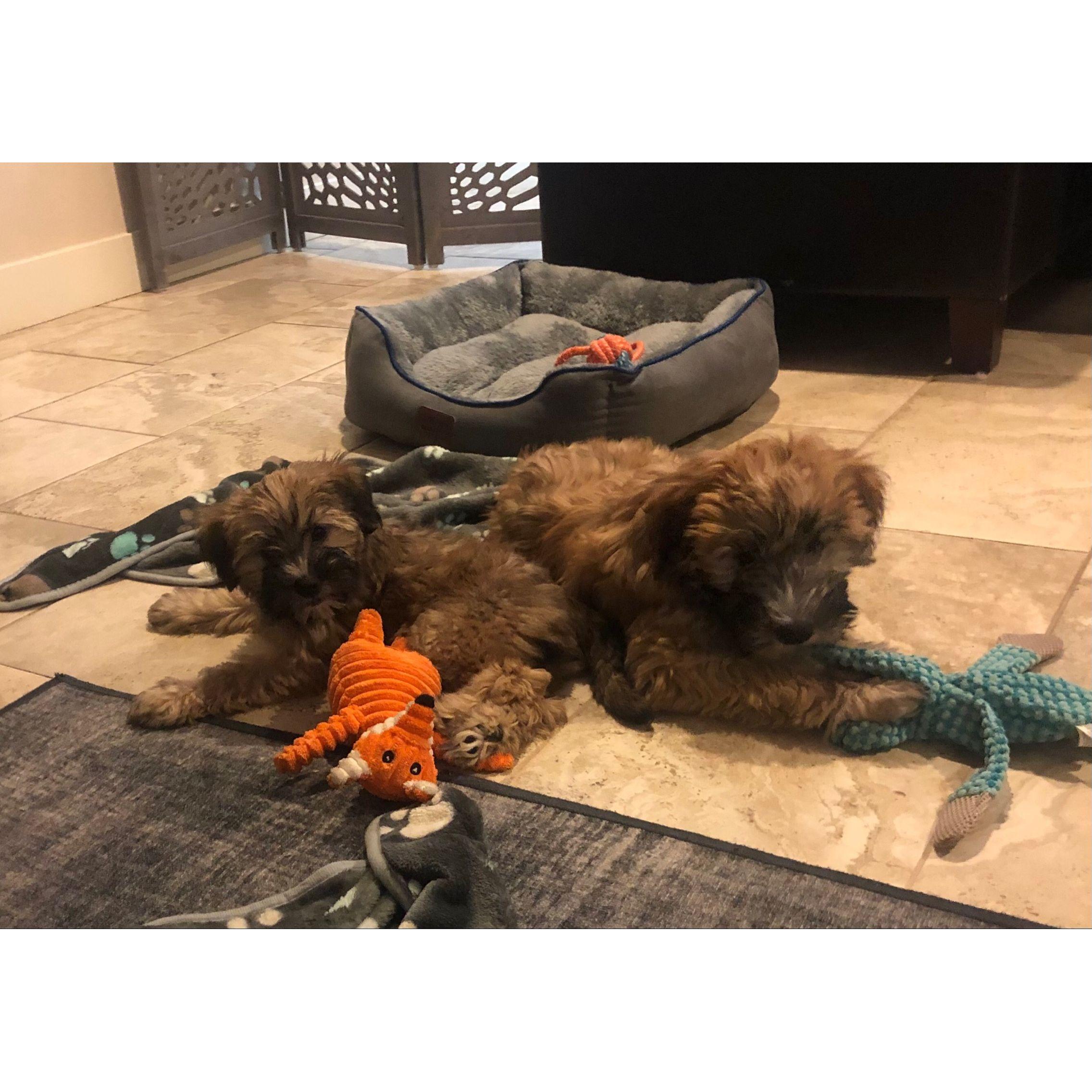 First day we brought our puppies home from Utah