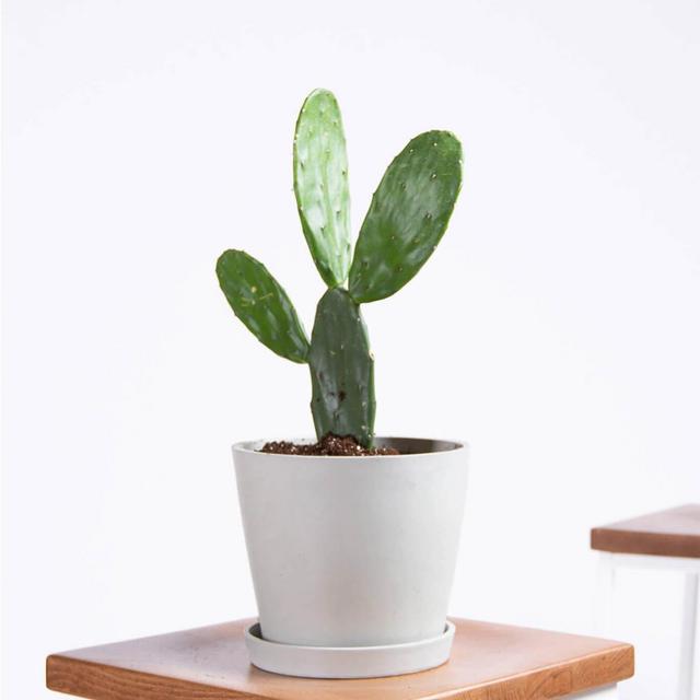 Prickly Pear Cactus