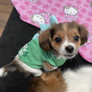 Scout's Fence Fund