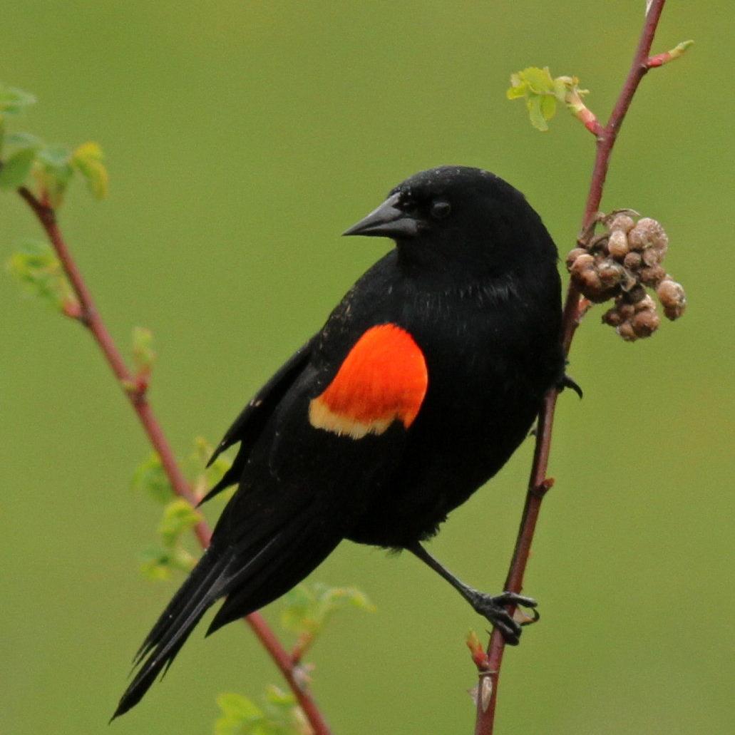 National Audubon Society Donation Fund
