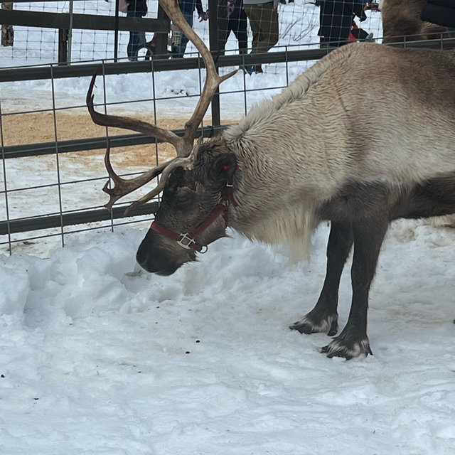 Leavenworth Reindeer Farm