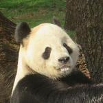 Outdoors: Smithsonian Zoo