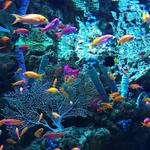 Aquarium of the Pacific