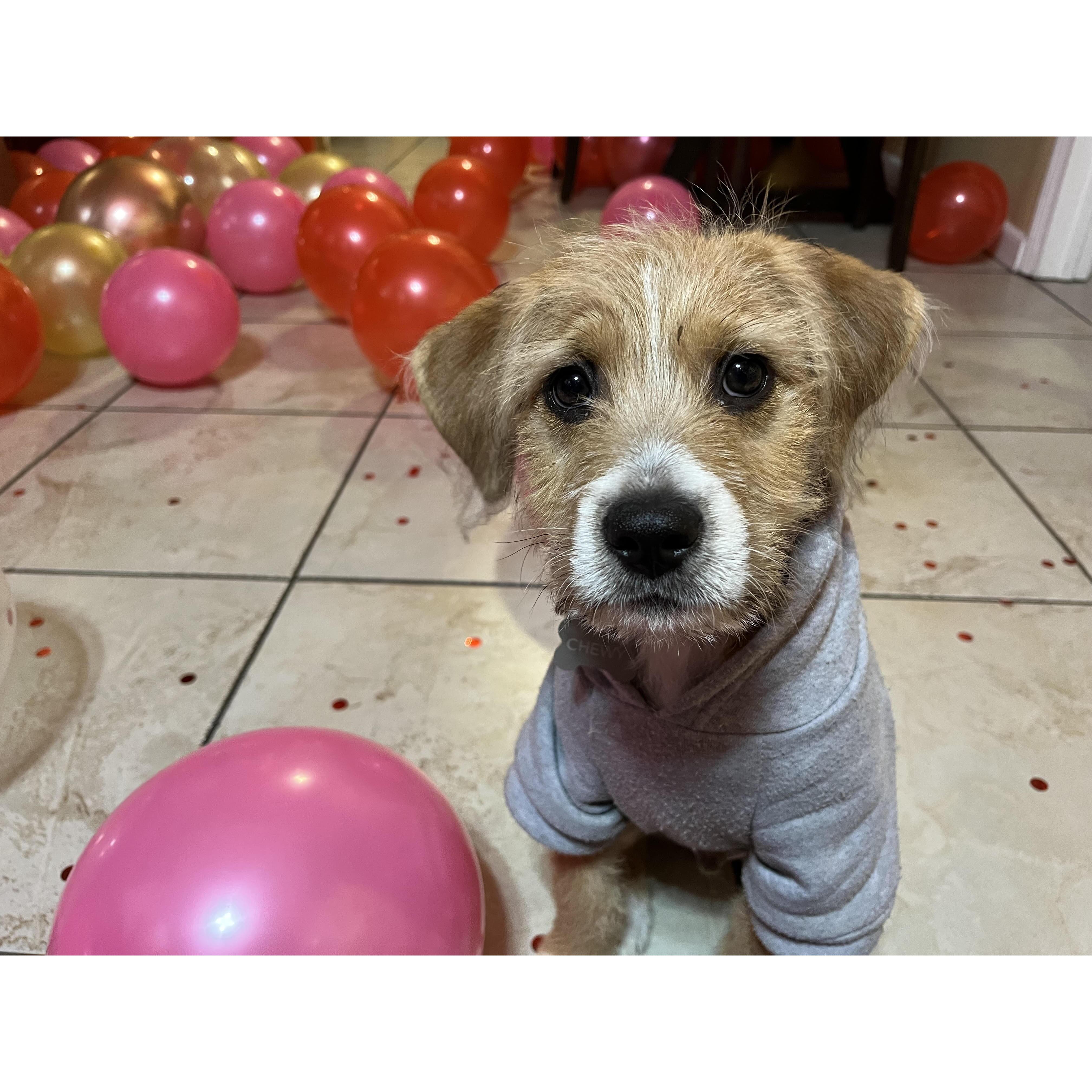 Chewy at the engagement