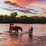 SALT RIVER WILD HORSES