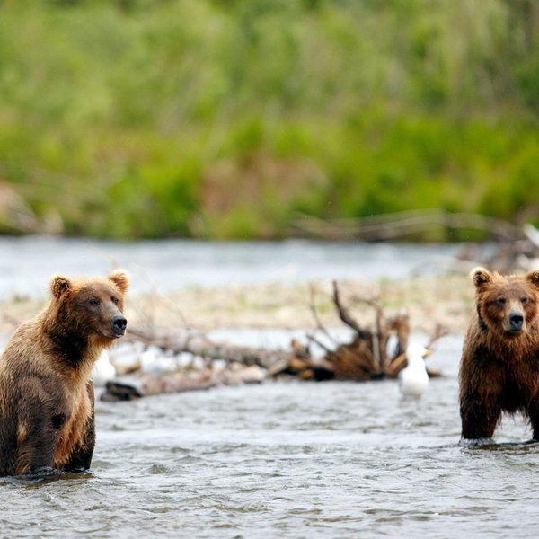 Alaskan cruise-Wildlife tour