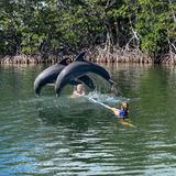 Dolphins Plus