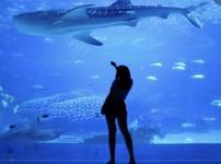 Monterey Bay Aquarium