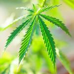 visit Heather's favorite dispensary Santa Cruz Naturals