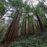 Purisima Creek Redwoods Preserve