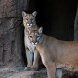 Arizona-Sonora Desert Museum