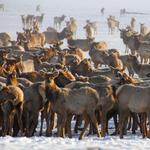 National Elk Refuge