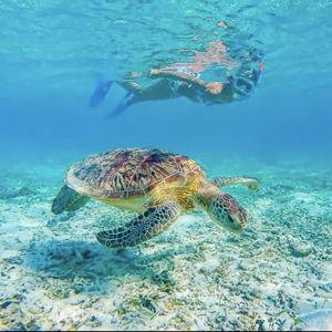 Honeymoon Snorkeling with Turtles