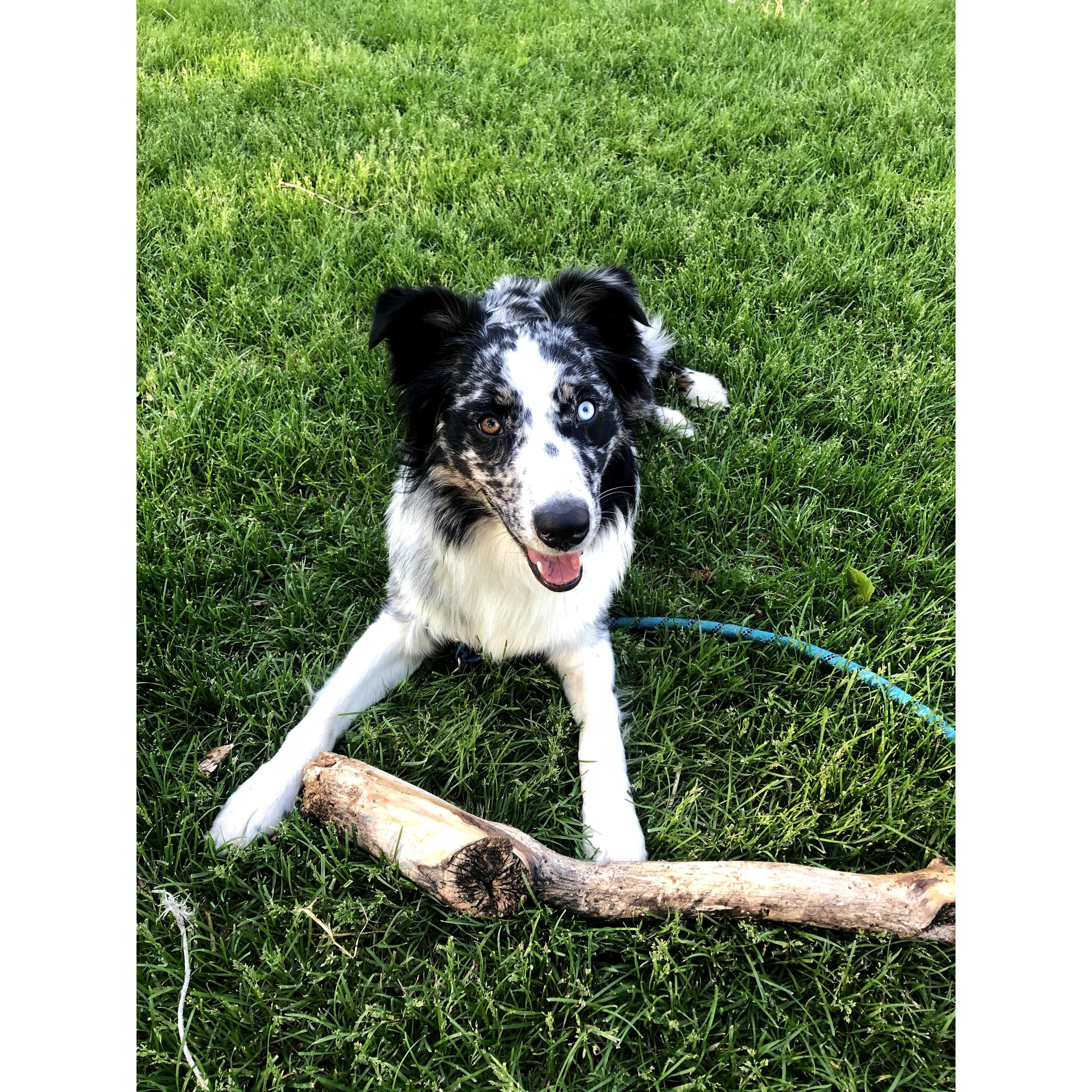 Mav Dog, Dog of Honor