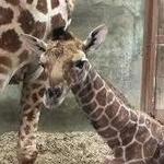 Memphis Zoo