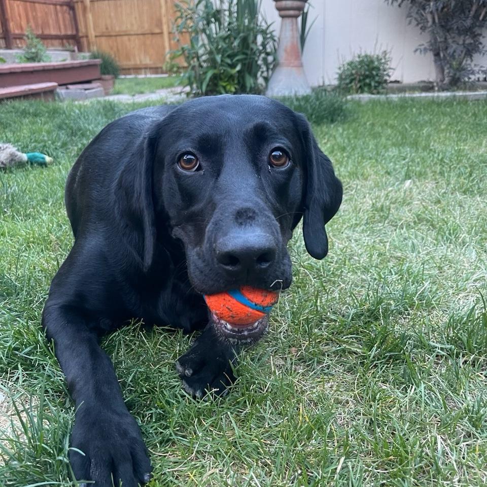 Dolly 🐾