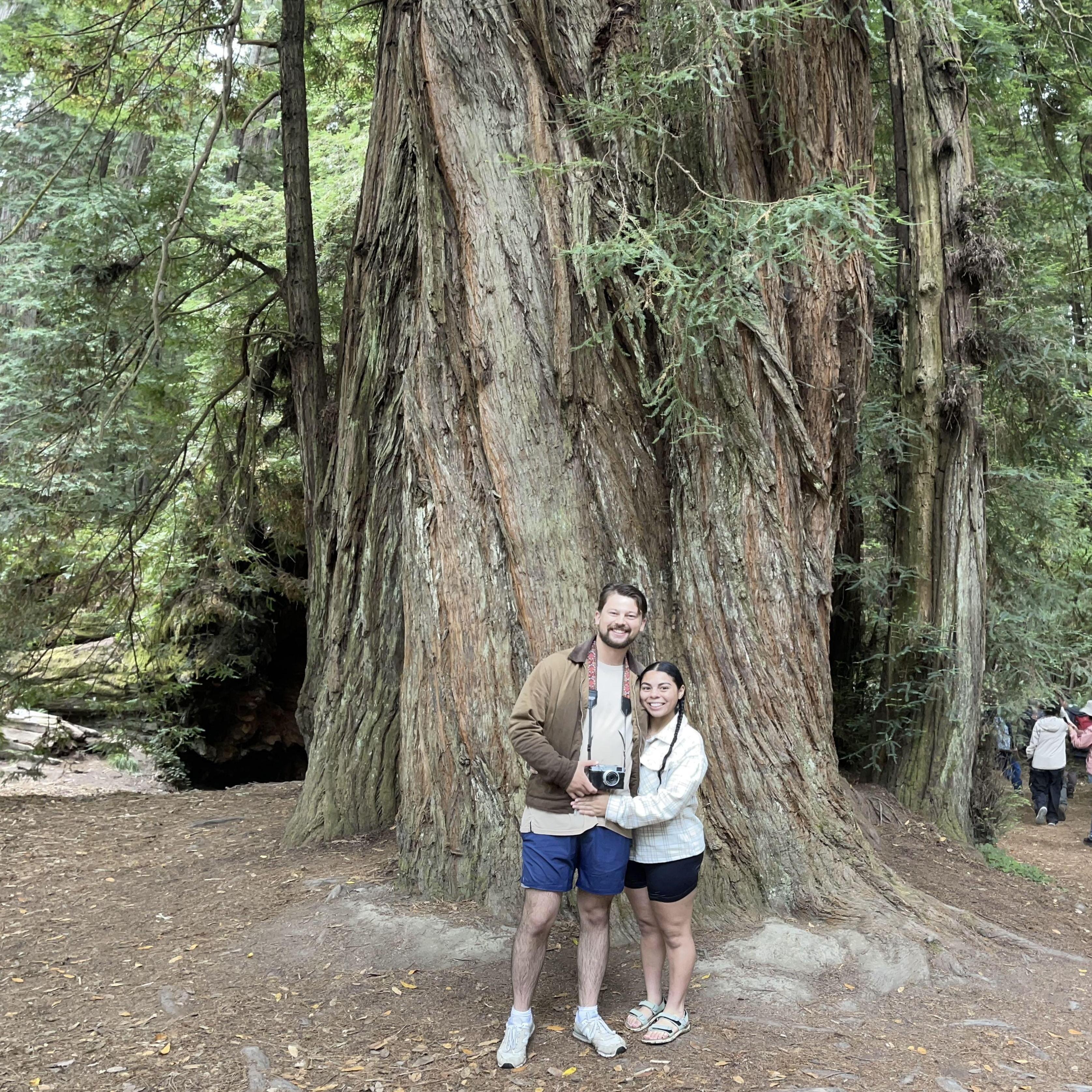 Redwoods!