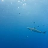 One Ocean Diving