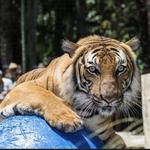 Naples Zoo at Caribbean Gardens