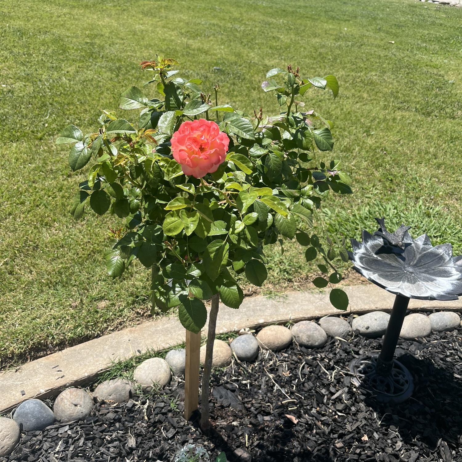 Our engagement rose bush, to remind nd us to nurture our relationship as we do the roses.