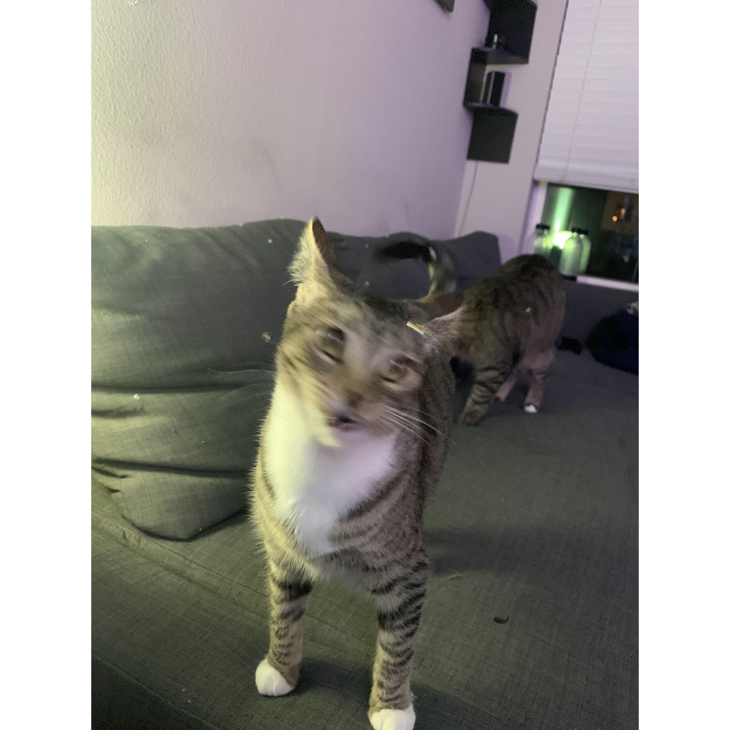 Penelope Derp with catnip bubbles.