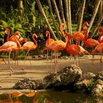 Flamingo Gardens