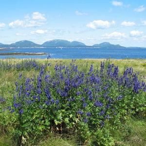 Honeymoon: Acadia National Park Weekly Passes