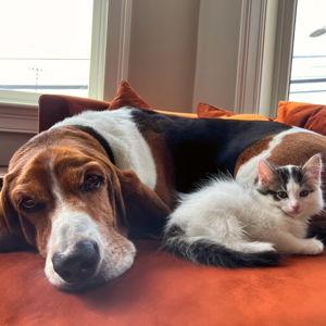 Pet Hotel For Our Honeymoon