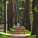 Avenue of the Pines