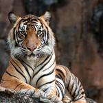 The Catty Shack Ranch Wildlife Sanctuary