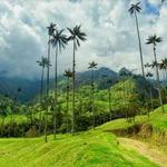 Valle del Cocora