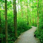 Asbury Woods