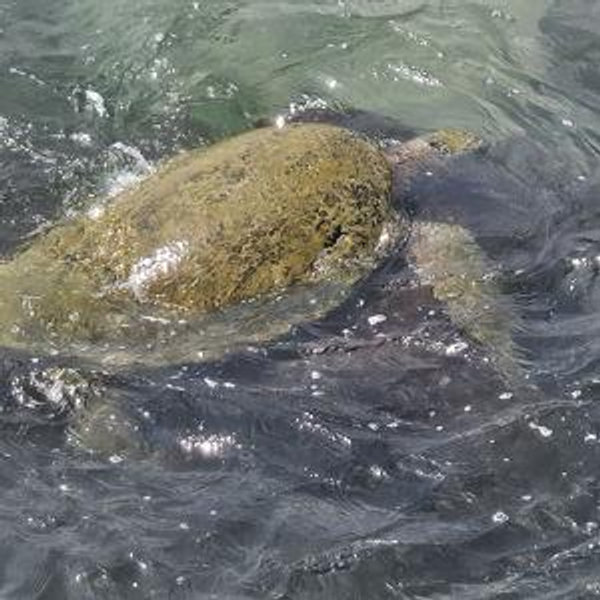 Donate to Save the Turtles (Charity)