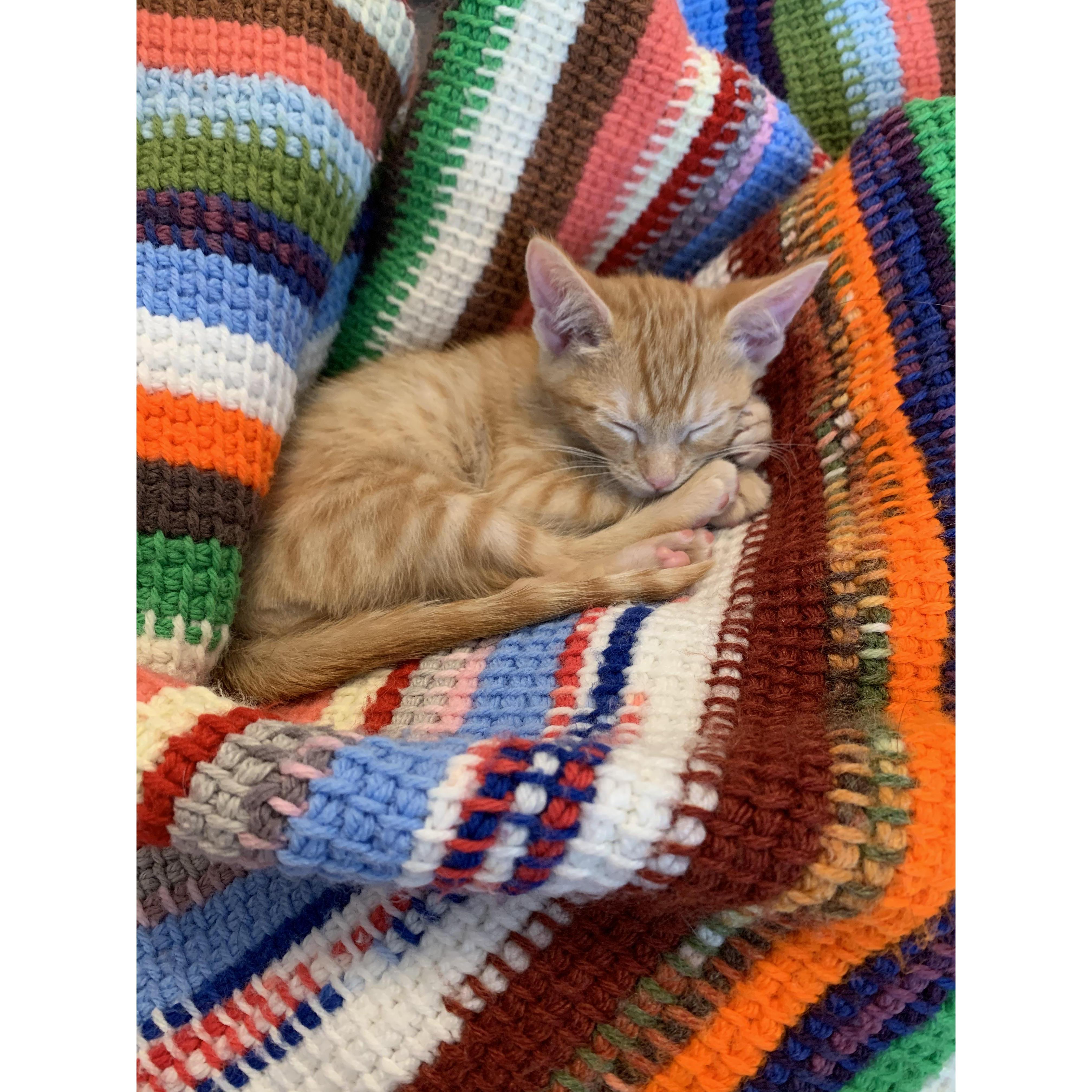 April 29th, 2020: Hotdog Cranmer-Krall spends his first official day as a member of the Cranmer-Krall family! Madison and Joel are absolutely smitten with their new little family member!