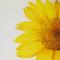 Mustard/sunflower