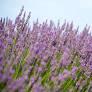 Lavender By The Bay Calverton